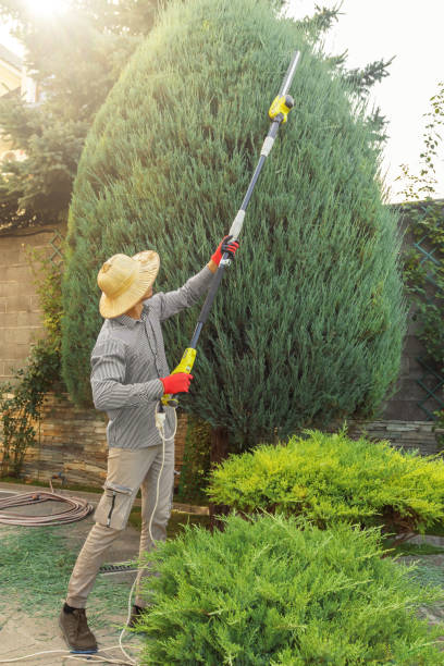 Tree Removal for Businesses in Jennings Lodge, OR